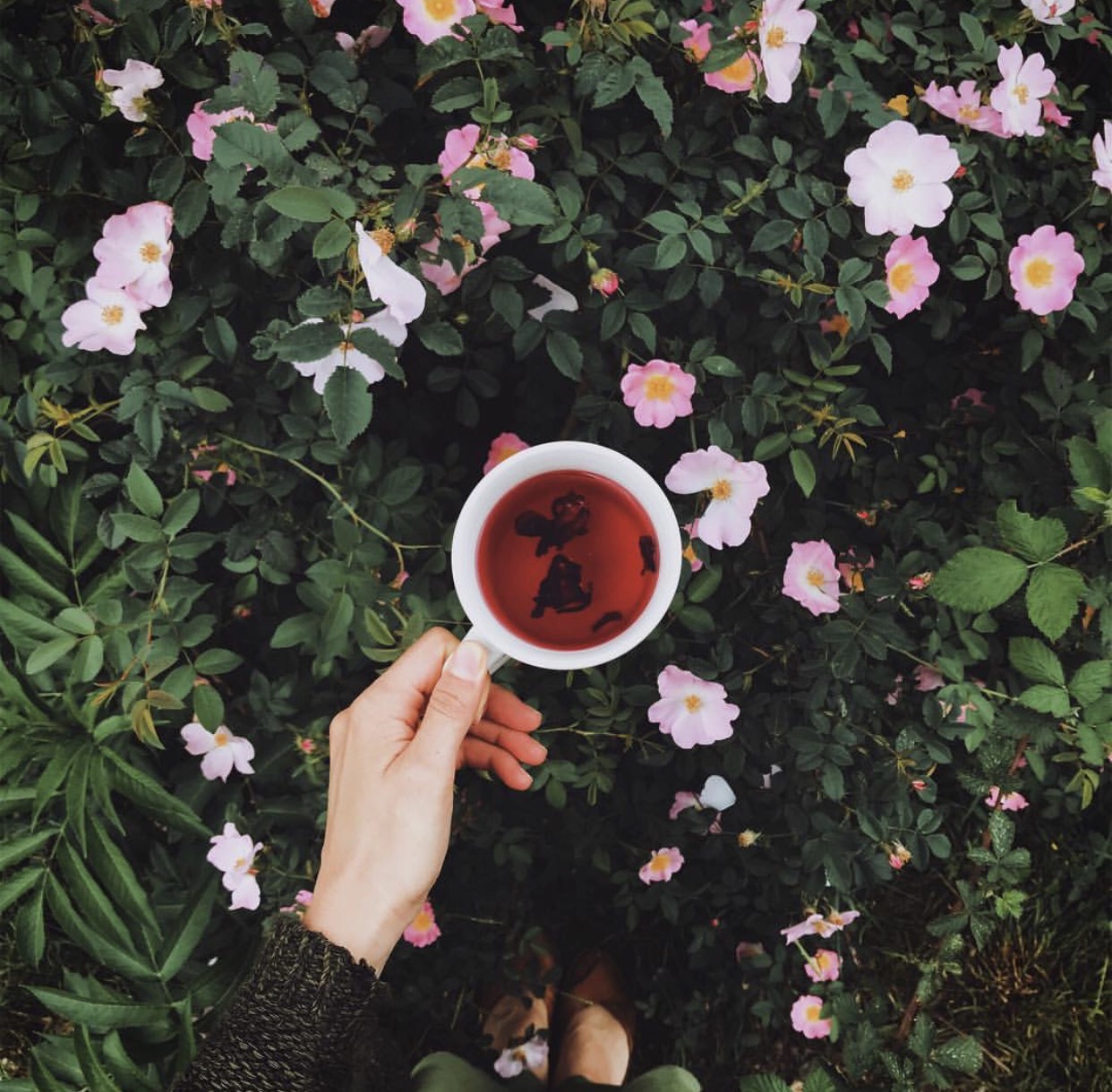 🌸春暖花開 喝茶正好🌸